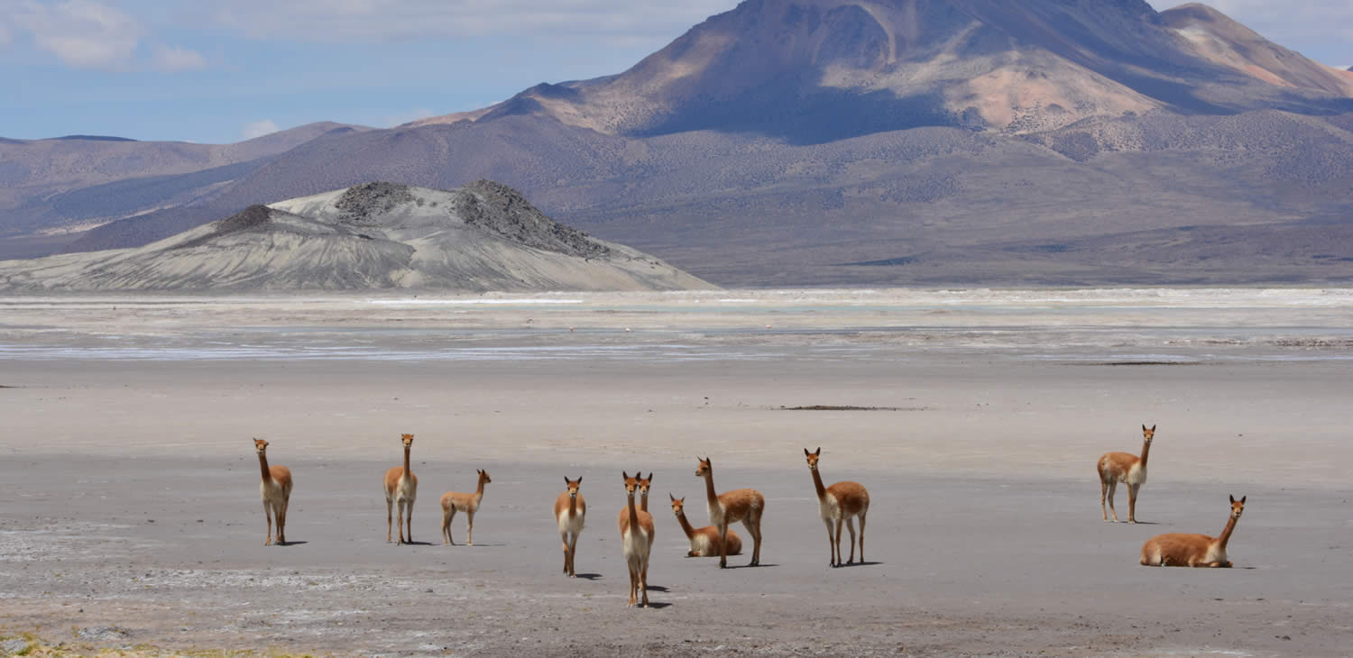 Flora and Fauna in Chilean Altiplano