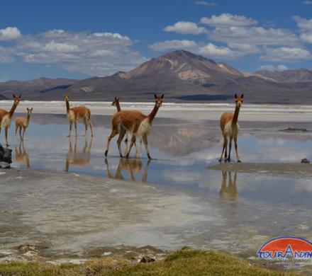 EXCURSION SALAR DE SURIRE