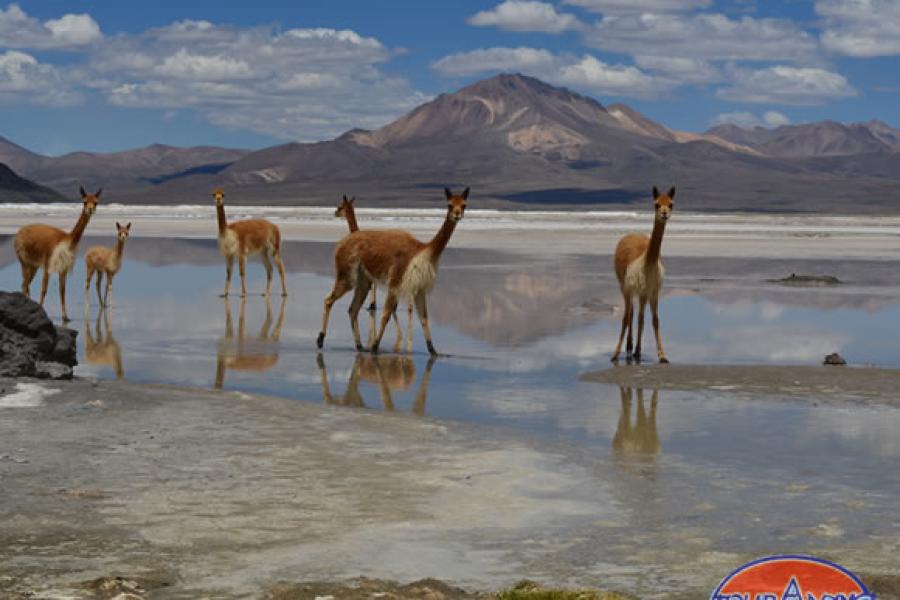 EXCURSION SALAR DE SURIRE